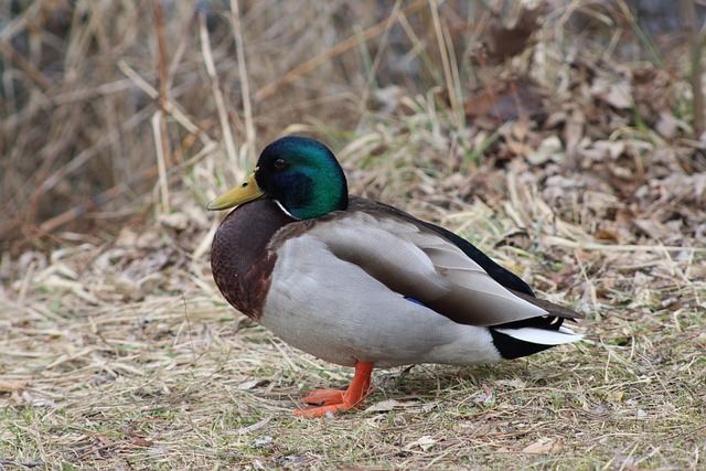 Bliv en krydsordsmester: Strategier eksperterne sværger til